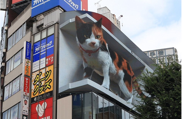 新宿駅前の巨大3D三毛猫に注目集まる！今後期待される新しい広告ビジョン