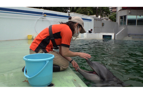 しながわ水族館のイルカトレーナー渡邊果南さん（C）TBS