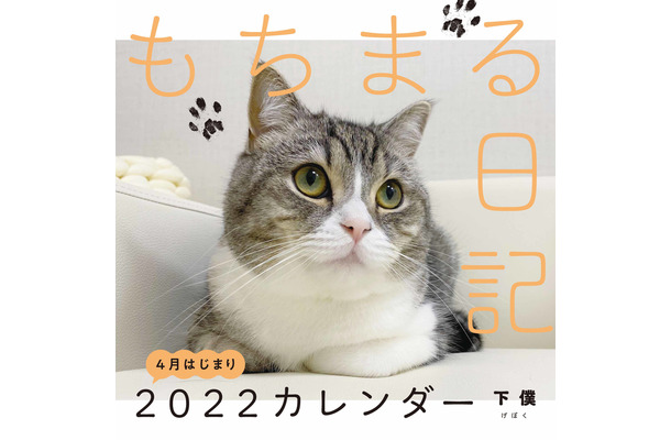 世界一の猫になった人気YouTubeチャンネル「もちまる日記」新作カレンダー発売決定