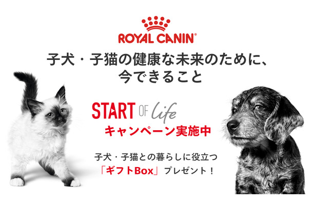ロイヤルカナン、子犬・子猫のためのギフトBoxを1万名に進呈するキャンペーン