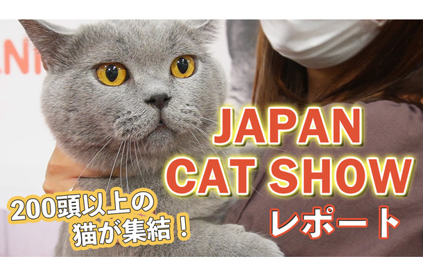 【JAPAN CAT SHOW 2022】200頭以上が集結！「キャットショーエキシビジョン」で1位となった猫は？