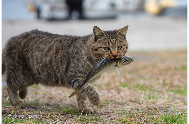 「どら猫」著者：五十嵐 健太定価：1,400円＋税発行：飛び猫合同会社