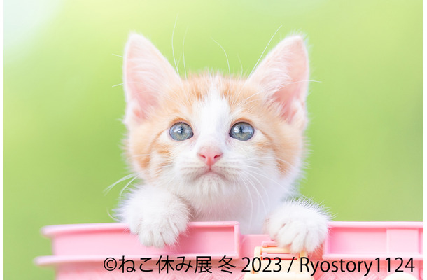 トータルSNSフォロワー数300万人超え！「ねこ休み展 冬 2023」来年1月開催