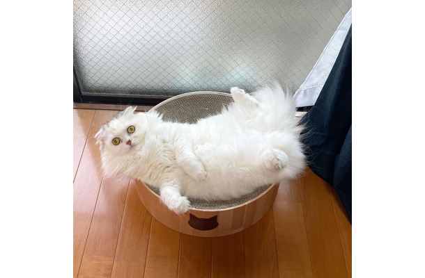 猫壱の「つめとぎシリーズ」