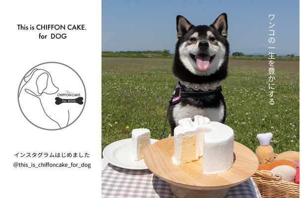 犬用シフォンケーキ専門インスタ開設！愛犬家の新たな交流の場に