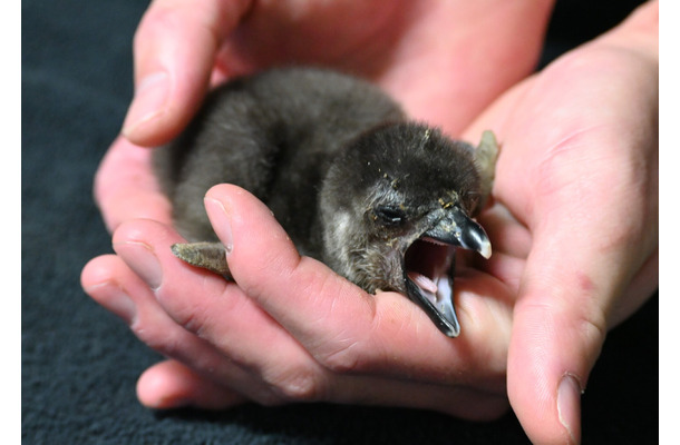 京都水族館でかわいいケープペンギンの赤ちゃんが誕生