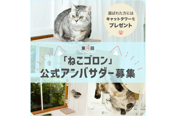 ねこゴロン