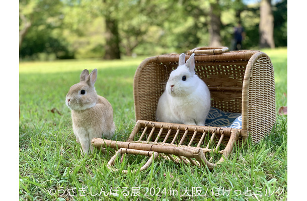 うさぎしんぼる展