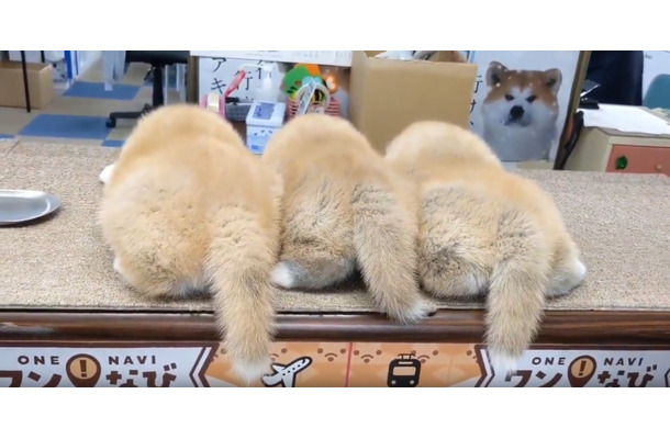 お団子状態の仔犬たち（写真はあきほ@秋田犬会館の公式Xから）※公益社団法人「秋田犬保存会」に掲載許諾をもらってます