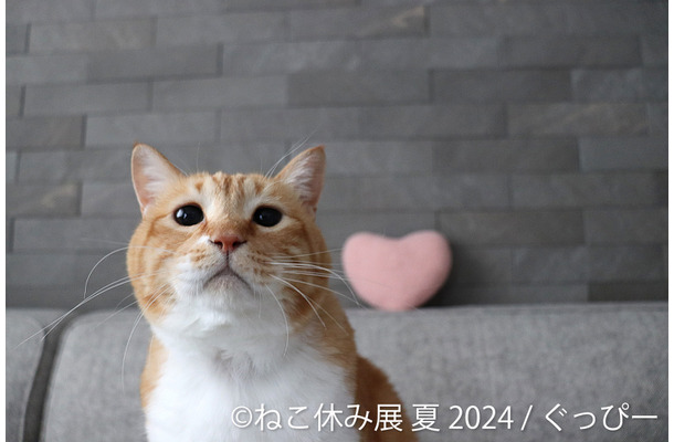 「ねこ休み展」夏の本祭