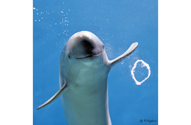 スナメリのひびきくん（写真は市立しものせき水族館「海響館」の公式Xから）※水族館より掲載許諾をいただいています