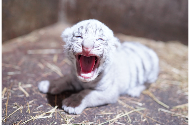 「伊豆アニマルキングダム」で飼育中のホワイトタイガー・シロップの赤ちゃん
