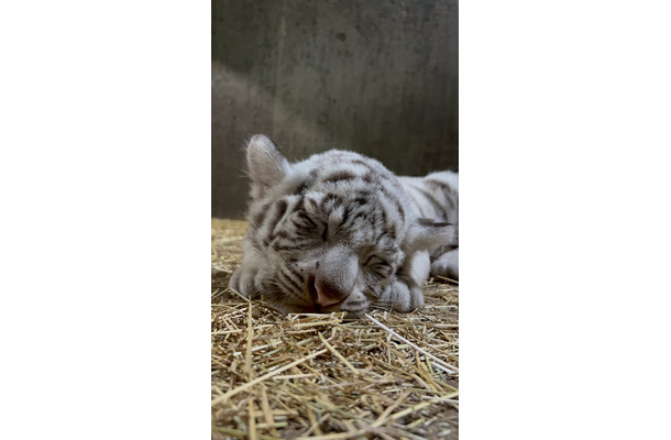 ホワイトタイガーの赤ちゃん（写真は伊豆アニマルキングダムの公式Xより）※動物園より掲載許諾をいただいています