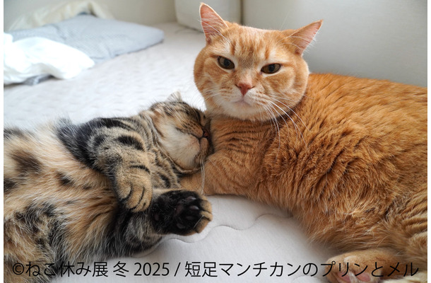 ねこ休み展 冬 2025