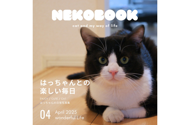 『ハチワレ猫 はっちゃん写真集』（令和出版）