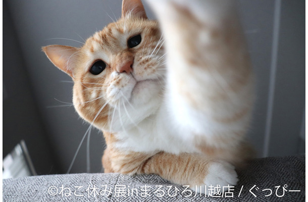 （C）ねこ休み展