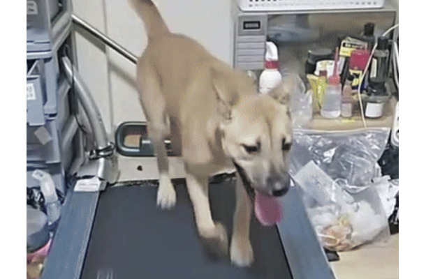 韓国人の異常配信が物議　“ピアス犬”をランニングマシンで3時間走らせ投げ銭受け取り