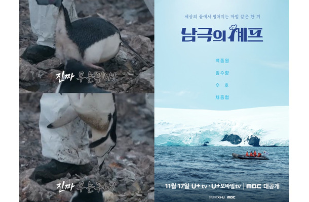 南極保護区域でペンギンを“逆さ持ち上げ”…韓国バラエティ番組に動物虐待疑惑が浮上　制作側「触れたのは研究員」