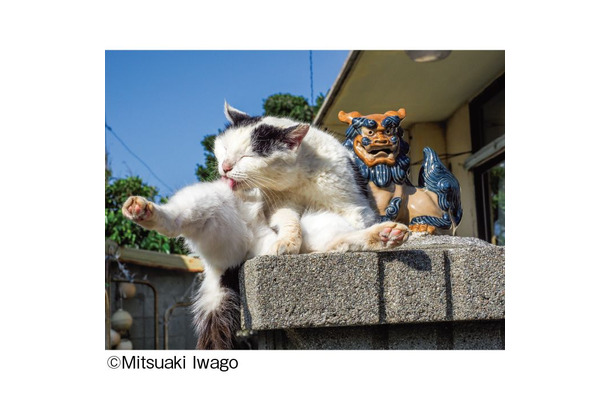 （C）Mitsuaki Iwago