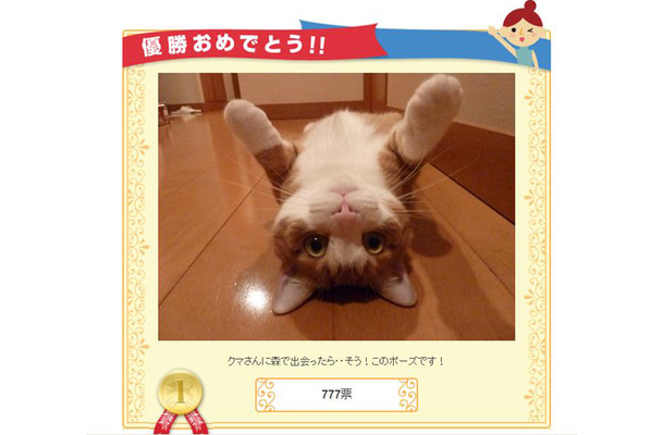 優勝した猫ちゃんの写真