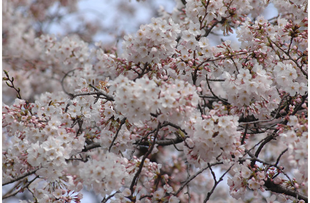 東京・国立市の桜（2009年）