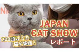 【JAPAN CAT SHOW 2022】200頭以上が集結！「キャットショーエキシビジョン」で1位となった猫は？ 【PR】 画像