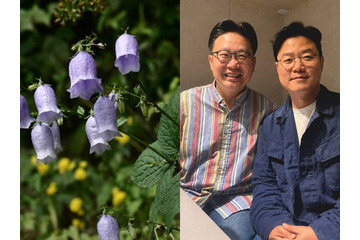 韓国の植物なのに学名に「竹島」　“日本名”を消したくても消せない国際ルールのなか、韓国が選んだ方法とは 画像