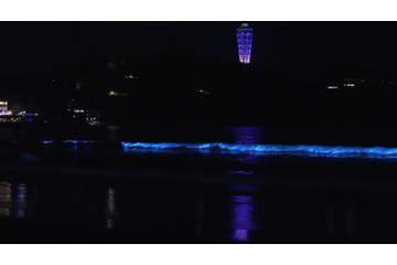 片瀬海岸西浜の夜光虫動画が話題！新江ノ島水族館公式がSNSに投稿 画像