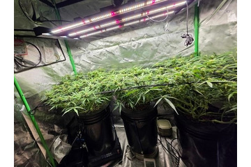 薬物汚染が深刻な韓国、住宅街に“大麻農場”　ヒップホップ歌手ら12人起訴 画像