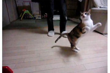 【コンパクトデジカメで猫動画 Vol.3】走る猫をハイスピードで撮影 画像