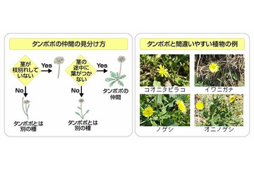 「みんなで創ろう全国タンポポ前線マップ」、富士通がケータイ・ICT活用で実施 画像