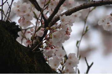 今年の桜開花は遅め!関東・近畿では3月下旬がピーク 画像