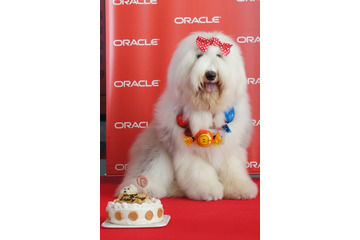 社長よりも露出度高い!? 日本オラクルの社員犬キャンディ 画像