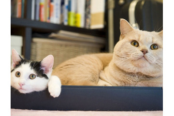 猫の写真を加工してハイスペックPCをもらう!ジグソーがプレミアムレビュー開催 画像