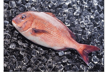 植松と日本IBM、Facebookページにて情報追跡できる養殖魚を販売 画像