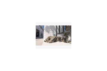 猫好きは注目!　GyaO、ドキュメンタリー「エーゲ海・猫たち楽園の島々」を配信 画像