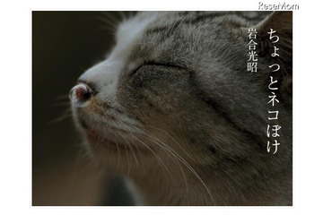 ネコ写真ブームの火付け役、岩合光昭「ちょっとネコぼけ」iPad版 画像