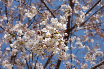 【桜レポート】上野公園、横浜元町公園など……各所で見ごろ迎える 画像