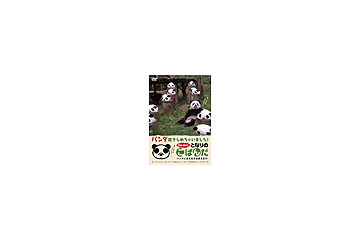 弟パンダ「QQ(キューキュー)」が新登場!“兄パン”はDVDに 画像