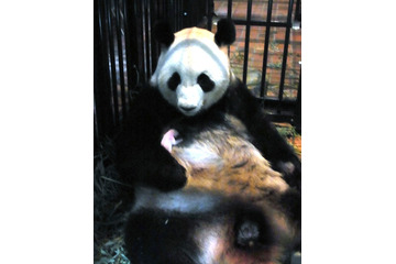 パンダの赤ちゃん死亡 画像