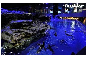 すみだ水族館「おやこでお泊り」9月も実施 画像