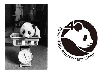 パンダ来日40周年記念イベント 10月28日 画像