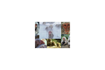 野生動物の姿を記録した「野生の王国」13本が無料 画像