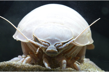 今度は82時間ぶっ通し! ダイオウグソクムシ総勢11匹の様子を生中継 画像