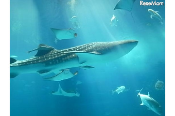 行ってよかった水族館と動物園、口コミランキング 画像