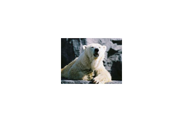 旭山動物園＆ベストセラー絵本発〜癒しと珠玉のストーリー〜 画像
