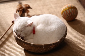 あの有名CMにも出演していた!今注目の白猫・あなご 画像