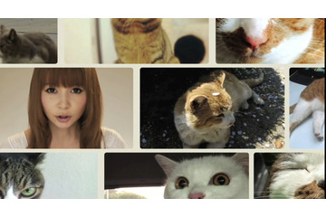 しょこたんも猫メイクで出演! “世界一、猫が登場するミュージックビデオ”公開 画像
