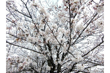 桜の開花はどうやって予想する？　どの木に何輪咲いたら開花なの？ 画像