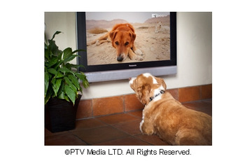 人ではなく“犬が観る”専門チャンネル!「ひかりTV」で6月スタート 画像